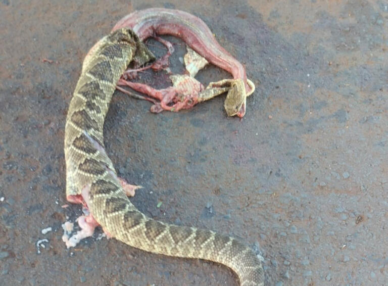 Rondonenses encontram cobra cascavel atropelada em rodovia de Bom Jardim