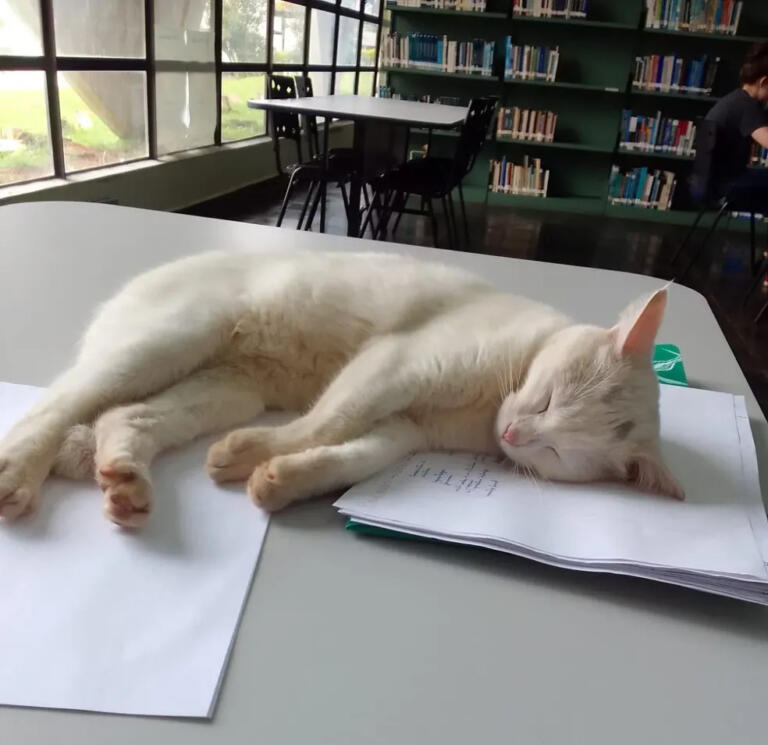 Gatas são adotadas por funcionários da biblioteca da Unioeste de Cascavel: “Está sendo uma terapia”