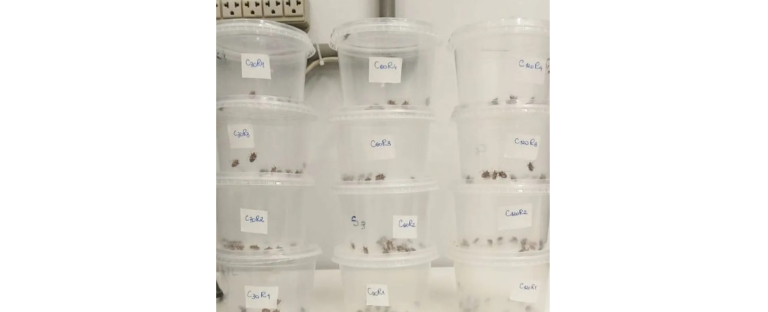 Muito além de apenas vilão na série “The Last of Us”, fungos possuem funções indispensáveis para a natureza