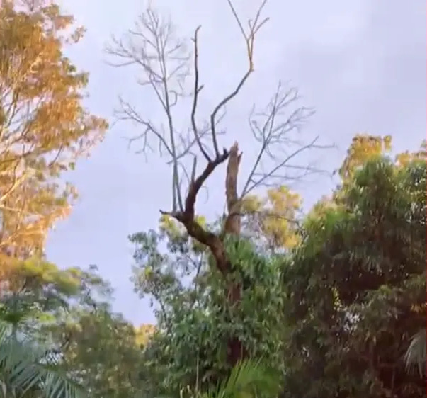 Mulher registra raio a cerca de 30 metros de distância da porta de casa em município da região; veja o vídeo