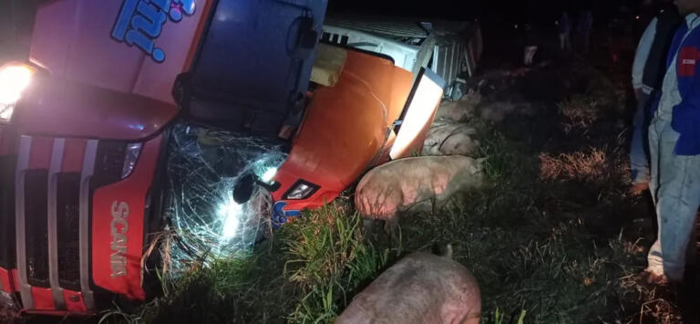 Caminhão carregado com porcos sai da pista e tomba; motorista teve ferimentos leves