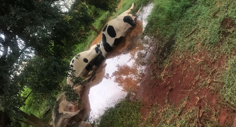 Raio atinge fazenda do Paraná e mata seis vacas leiteiras