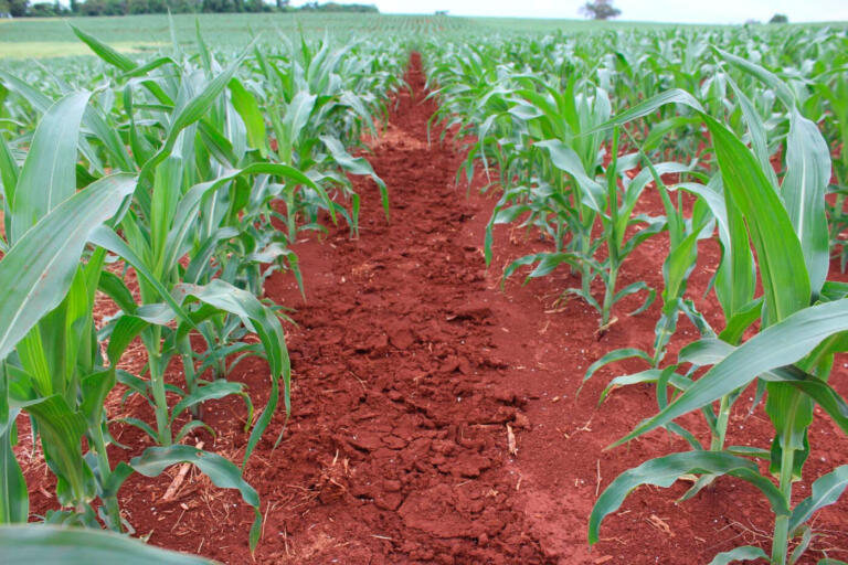 Flutuação populacional de cigarrinha-do-milho deixa de ser monitorada em 51 lavouras em Marechal Rondon