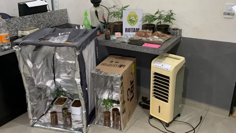 Casal morador da região cultivava maconha em casa; uma das estufas era um berço