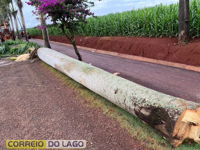 Cartão-postal de Santa Helena, palmeiras às margens da PR-488 são derrubadas devido a riscos