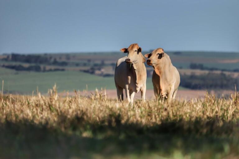 Mapa abre consulta pública para normas de prevenção e de vigilância de doença conhecida como vaca louca
