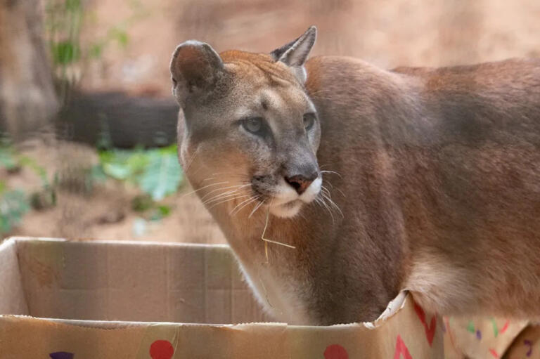 Zoológico de Cascavel volta a atender nos finais de semana