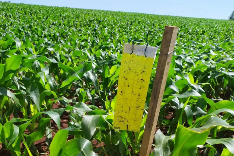 Restam apenas 13 lavouras no estágio vegetativo sendo monitoradas em Marechal Rondon; confira novo boletim