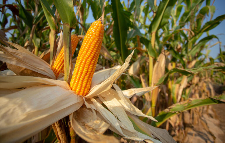 Copagril promoverá Dia de Campo do Milho Safrinha no dia 7 de junho