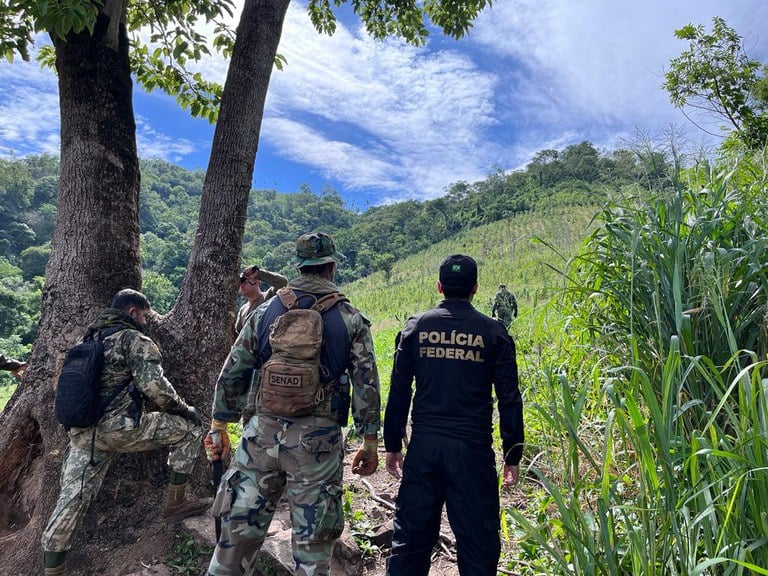 Operação conjunta entre Brasil e Paraguai erradica o equivalente a 843 mil toneladas de maconha