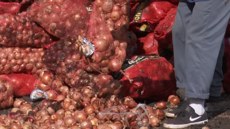 Receita Federal destrói 22 toneladas de cebolas contaminadas com praga que não existe no Brasil