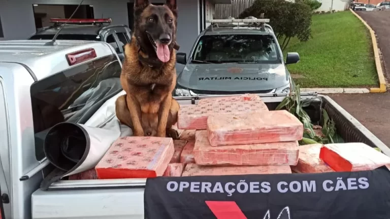 Uma tonelada de maconha é apreendida em Toledo; prejuízo à criminalidade é de R$ 1,3 milhão