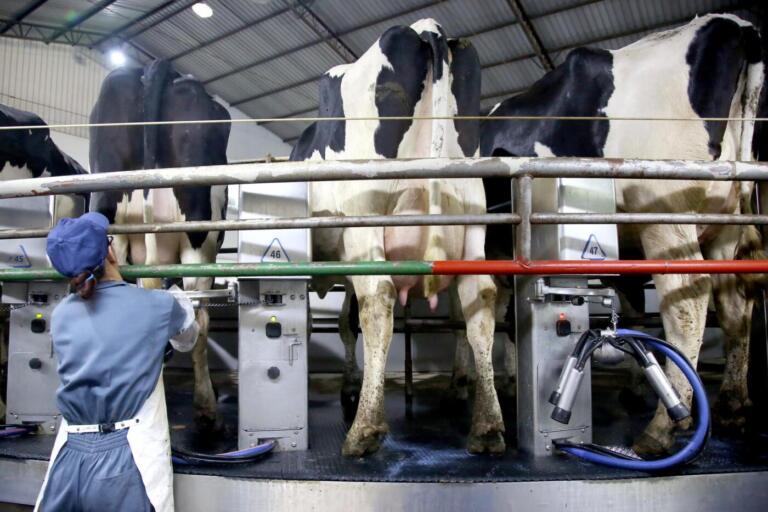 Governo Federal publica decreto que fortalece a cadeia produtiva do leite no país