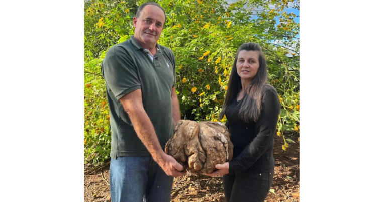 Batata doce de 20 quilos é colhida no Paraná
