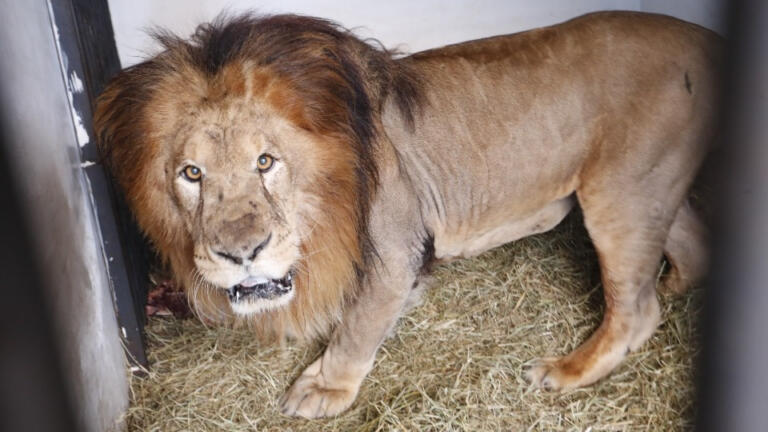Leão Francisco é o novo morador do Zoológico de Cascavel