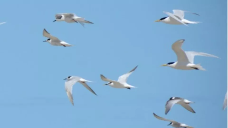 Paraná confirma 2º caso de gripe aviária em ave silvestre, informa ministério; um caso está em investigação