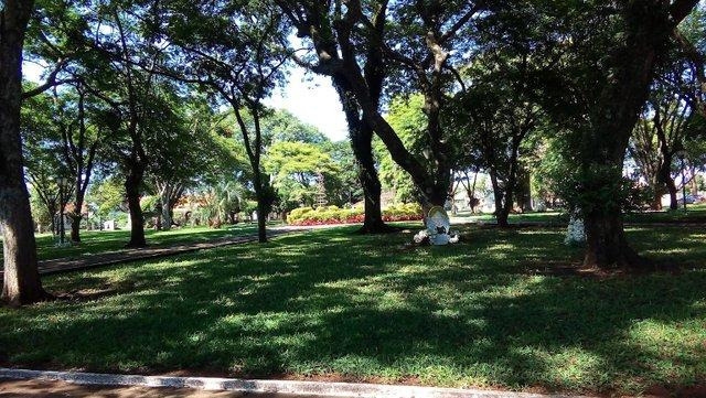 Moradores dizem ter visto onça em Alto Santa Fé