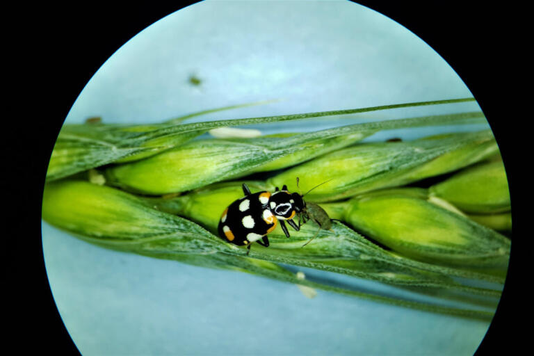 Aplicativo do IDR-Paraná facilita identificação de inimigos naturais de pragas agrícolas