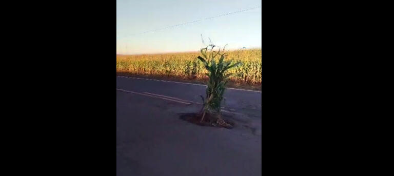 Motorista indignado “planta” milho em buraco na rodovia que liga Marechal a Nova Santa Rosa