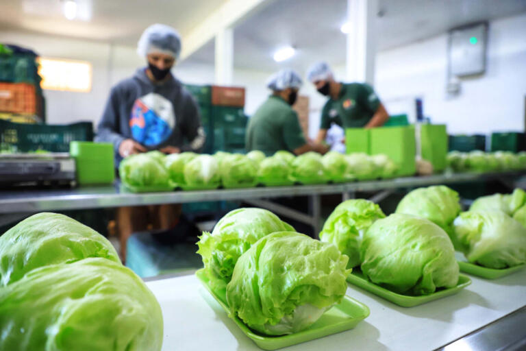 Governo libera R$ 7,9 milhões para fortalecer produção orgânica no Paraná