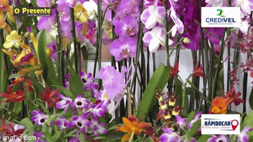 Pavilhão das Orquídeas encanta público pela variedade de plantas