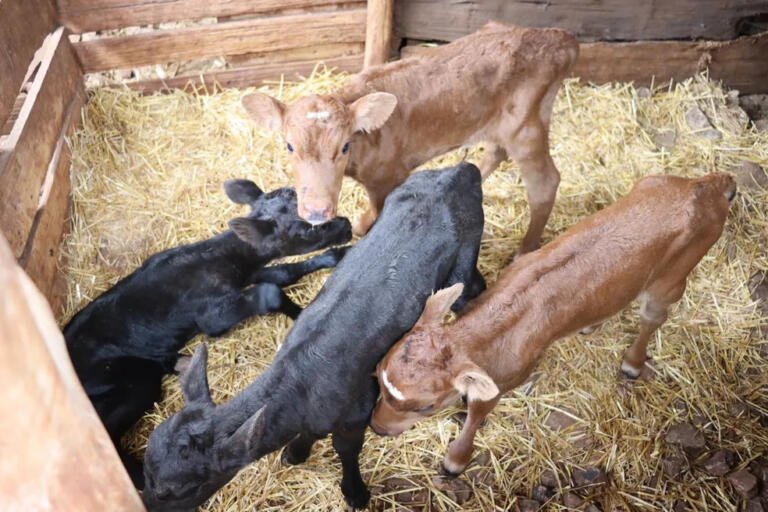 Vaca dá à luz quatro bezerros do mesmo sexo no RS; “somente dois casos no mundo”, diz veterinário