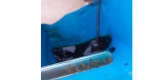 Índice de incidência de focos do mosquito da dengue baixa novamente, mas segue não aceitável