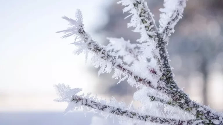 Frio extremo e neve nos Estados Unidos são sinal para o inverno no Brasil?