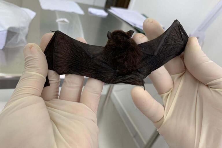 Saúde esclarece sobre a raiva e protocolo em caso de acidente