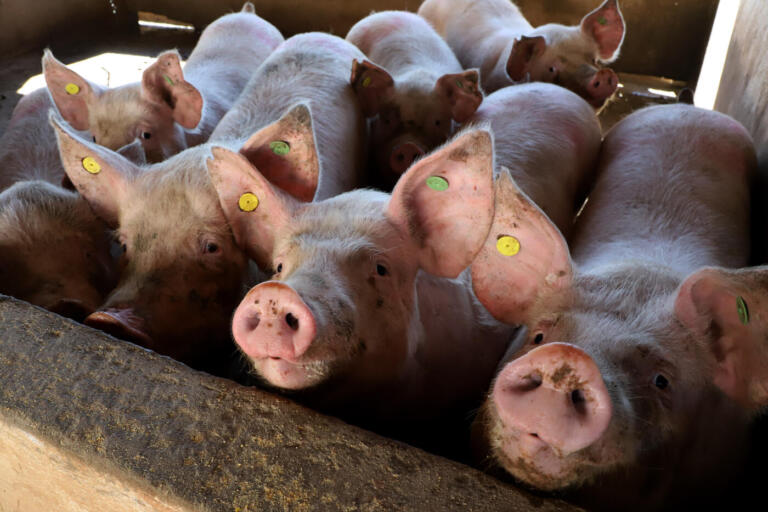 Após três meses de queda, custos de produção de suínos voltam a subir