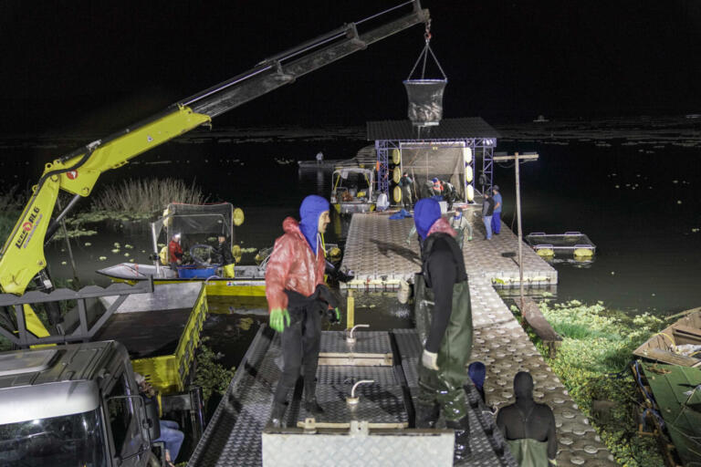 Itaipu e universidades realizam estudo inédito no Brasil sobre produção de tilápias em tanques-redes