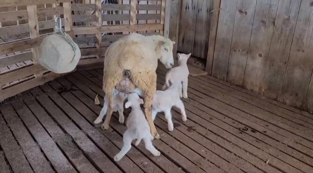 Caso raro: Ovelha dá à luz quadrigêmeos no Paraná
