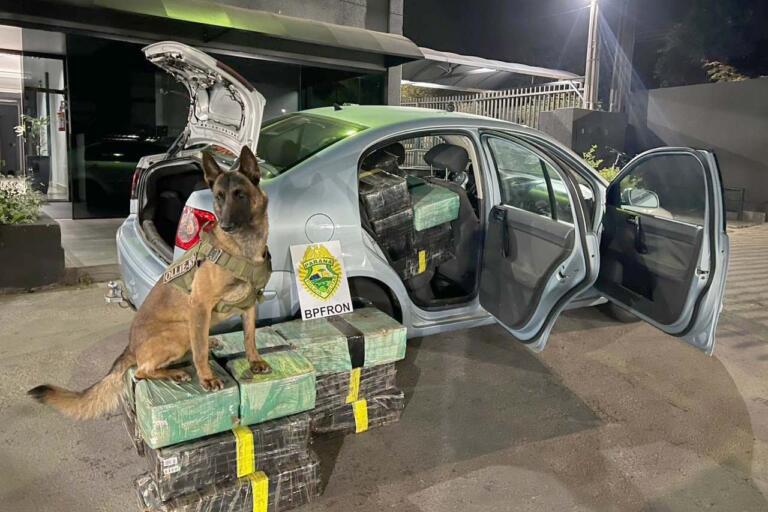 Polícia Militar apreende quase meia tonelada de maconha em município do Oeste
