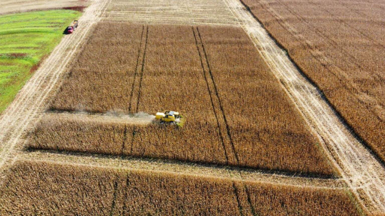 Colheita do milho safrinha chega a 50% da área na região da Copagril