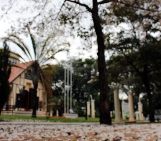 Florada dos ipês-brancos transforma ruas e avenidas de Marechal Rondon