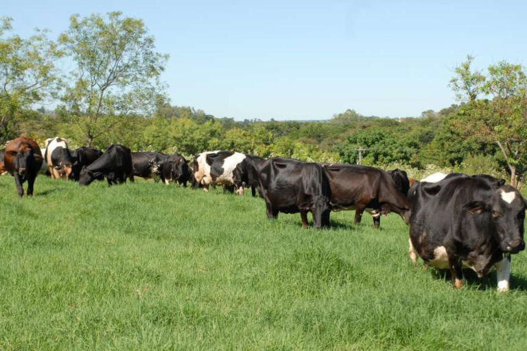Para melhorar desempenho no setor, IDR-PR faz diagnóstico da atividade leiteira no Estado