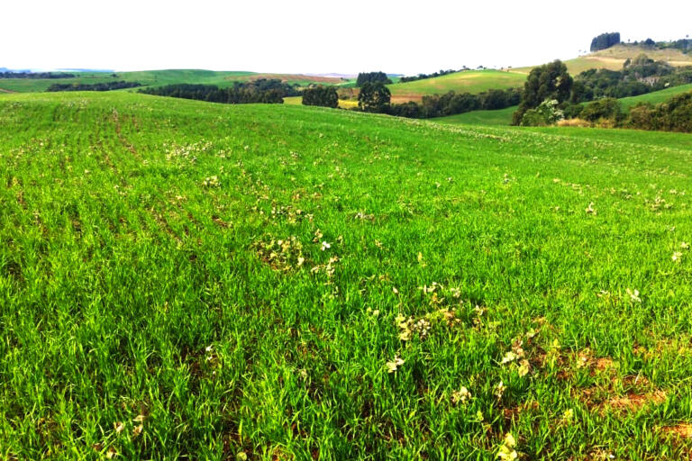 Portaria federal reforça alerta da Adapar sobre importância do vazio sanitário da soja