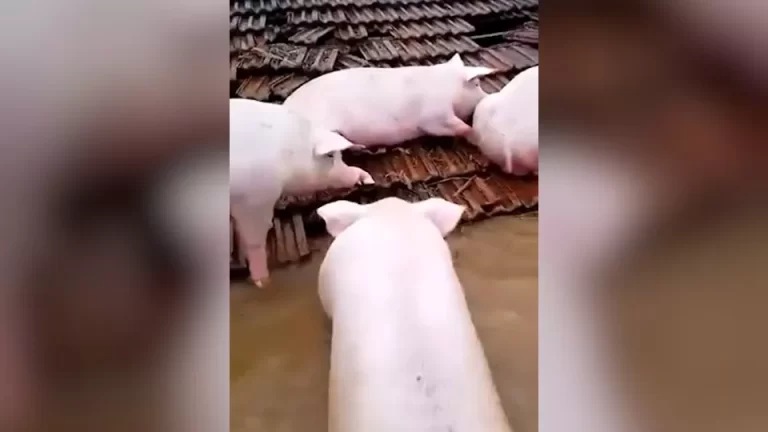 Porcos tentam se proteger de enchente no telhado de imóvel no Rio Grande do Sul