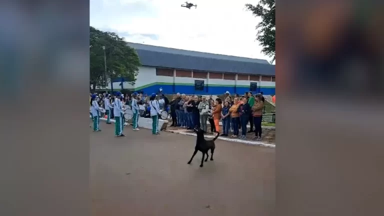 Cachorro encara drone no céu e vira atração de desfile de 7 de Setembro no Paraná