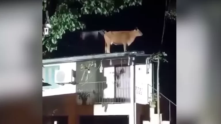 Vaca aparece no telhado de casa após enchente no Rio Grande do Sul