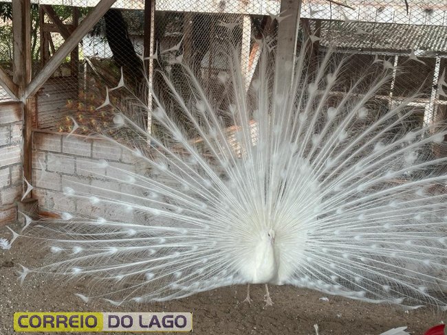 Cerca de 20 pavões são furtados de propriedade rural em Santa Helena