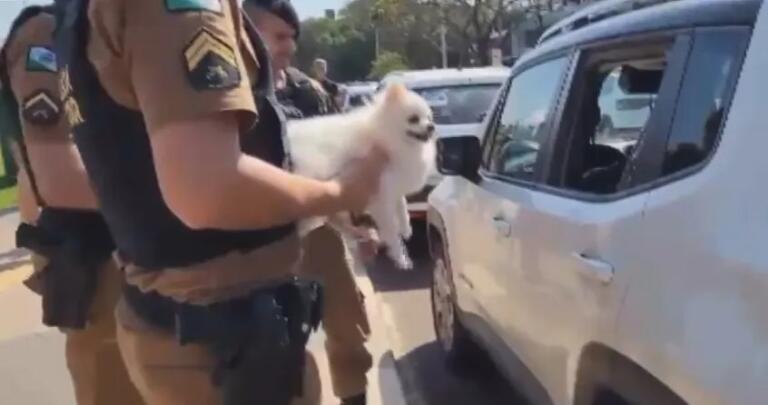 Cachorro é resgatado após passar mais de uma hora trancado em carro estacionado no sol em Toledo