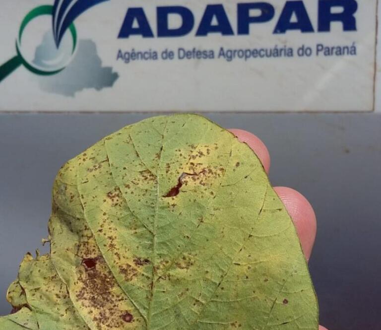 Adapar orienta sobre vazio sanitário e calendário de semeadura da soja 2023