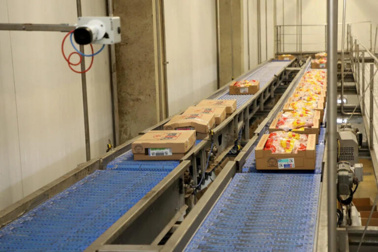 Paraná alcança maior produção semestral de frangos e suínos da história em 2023