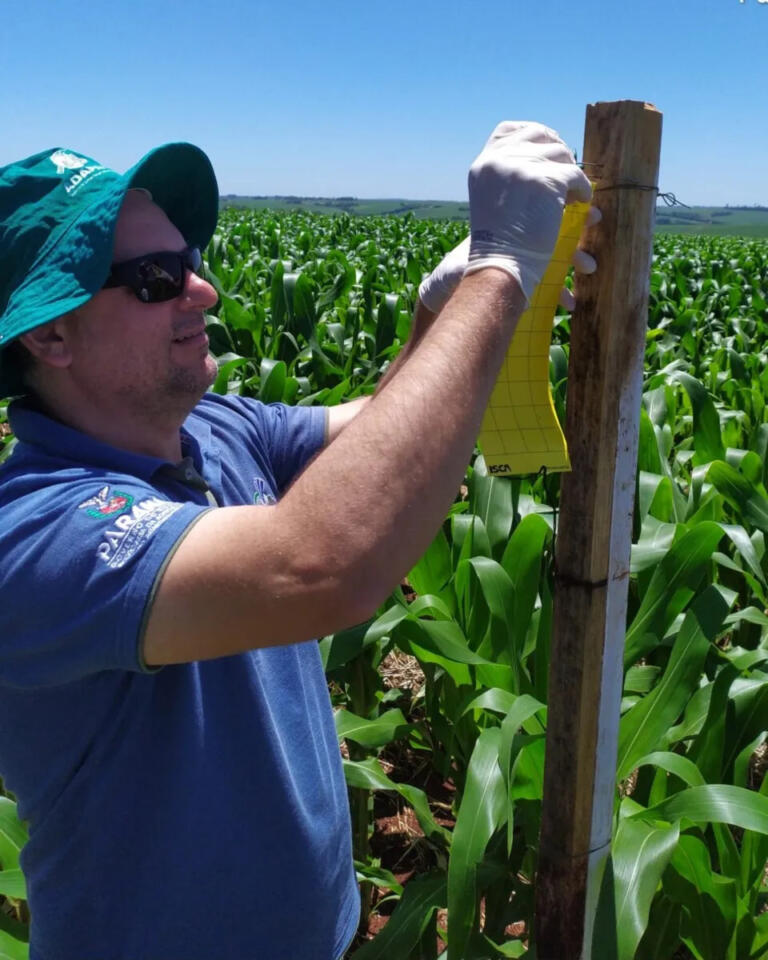 Resultados do Projeto Alerta Cigarrinha serão apresentados nesta terça-feira pela Adapar