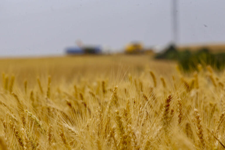 Após estiagem prolongada, agricultores estimam perda de 50% da safra de trigo no Paraná