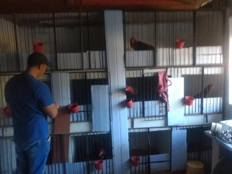 Cerca de 65 animais são resgatados de rinha de galos no Paraná; Veja fotos