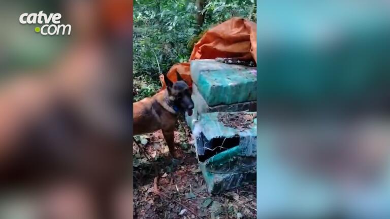 BPFron, Polícia Civil e Polícia Federal apreendem drogas em Santa Helena; vídeo