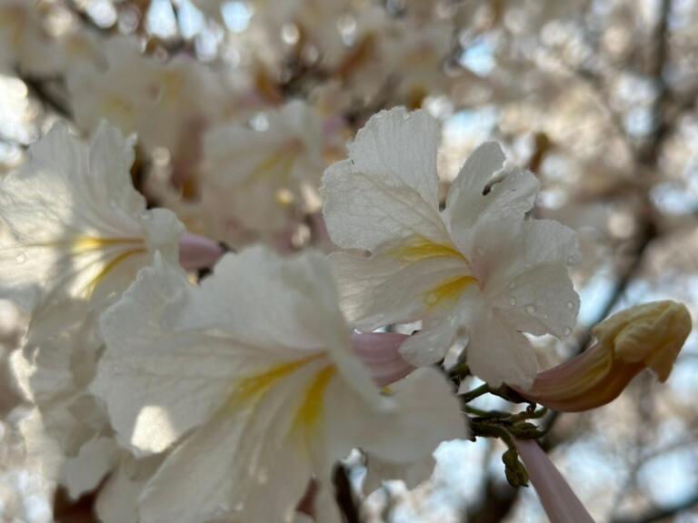 Ipês brancos dão o tom da primavera em Marechal Rondon