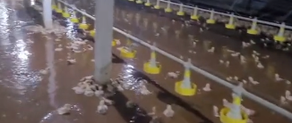 Alagamento em aviários causa morte de milhares de animais no Paraná